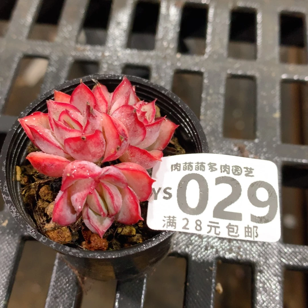 肉萌萌拇指盆精控多肉YS029