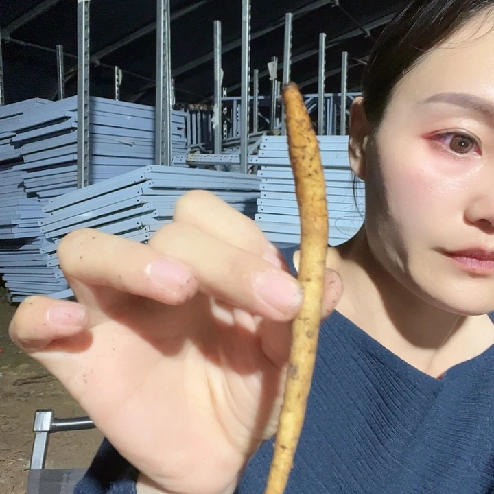 完全开放鲑鱼荣耀根