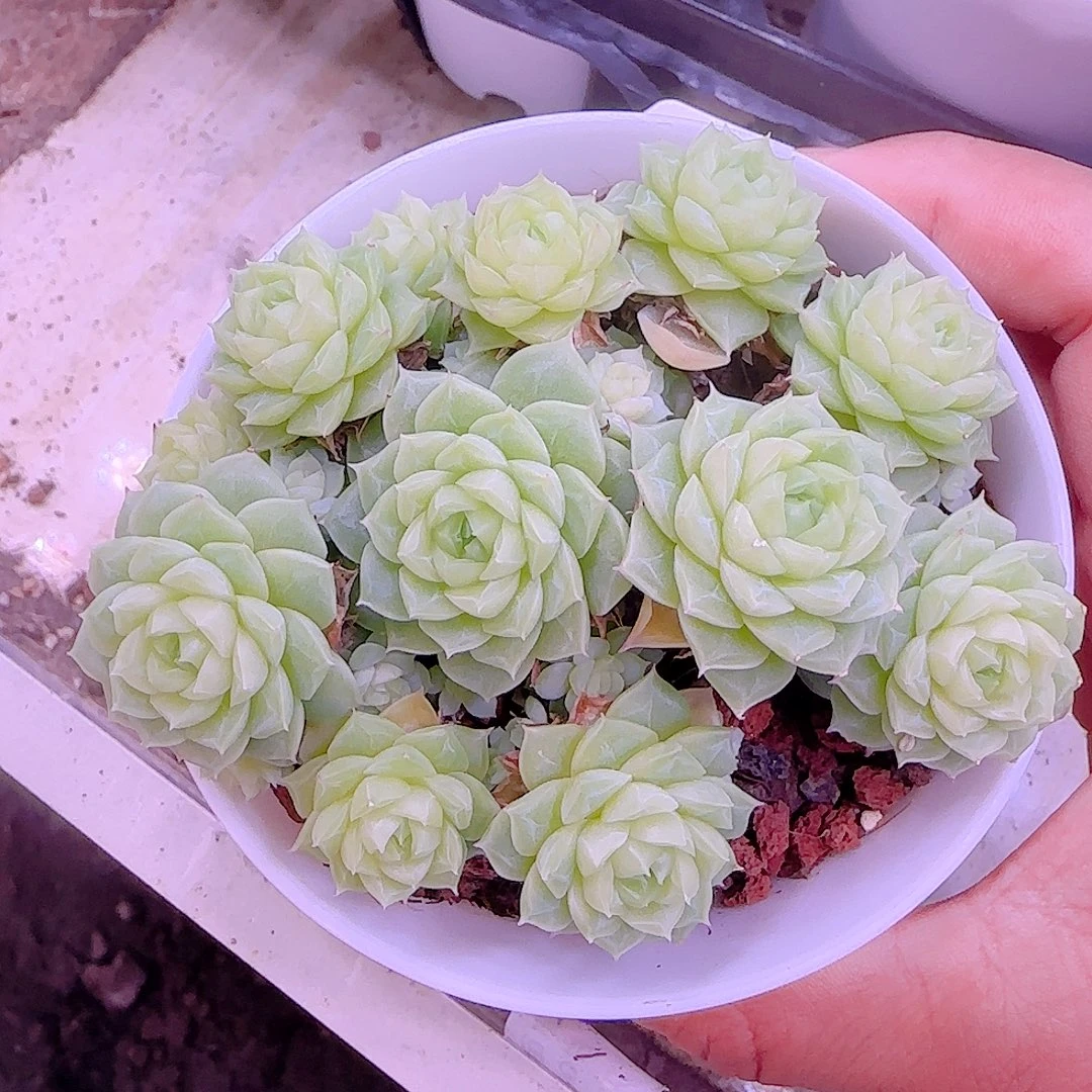 【闪购商品】0919-39（ttp-28-1）