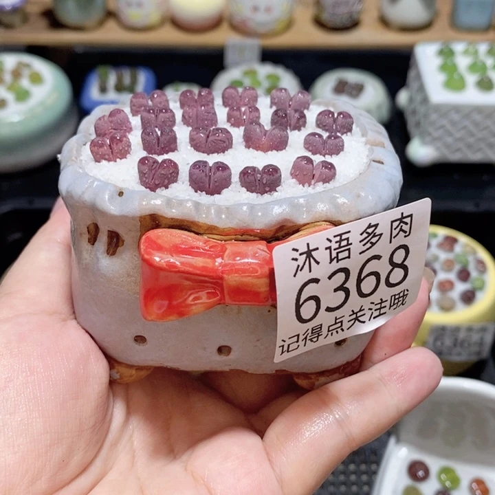 带盆土发货 精美盆栽 6368