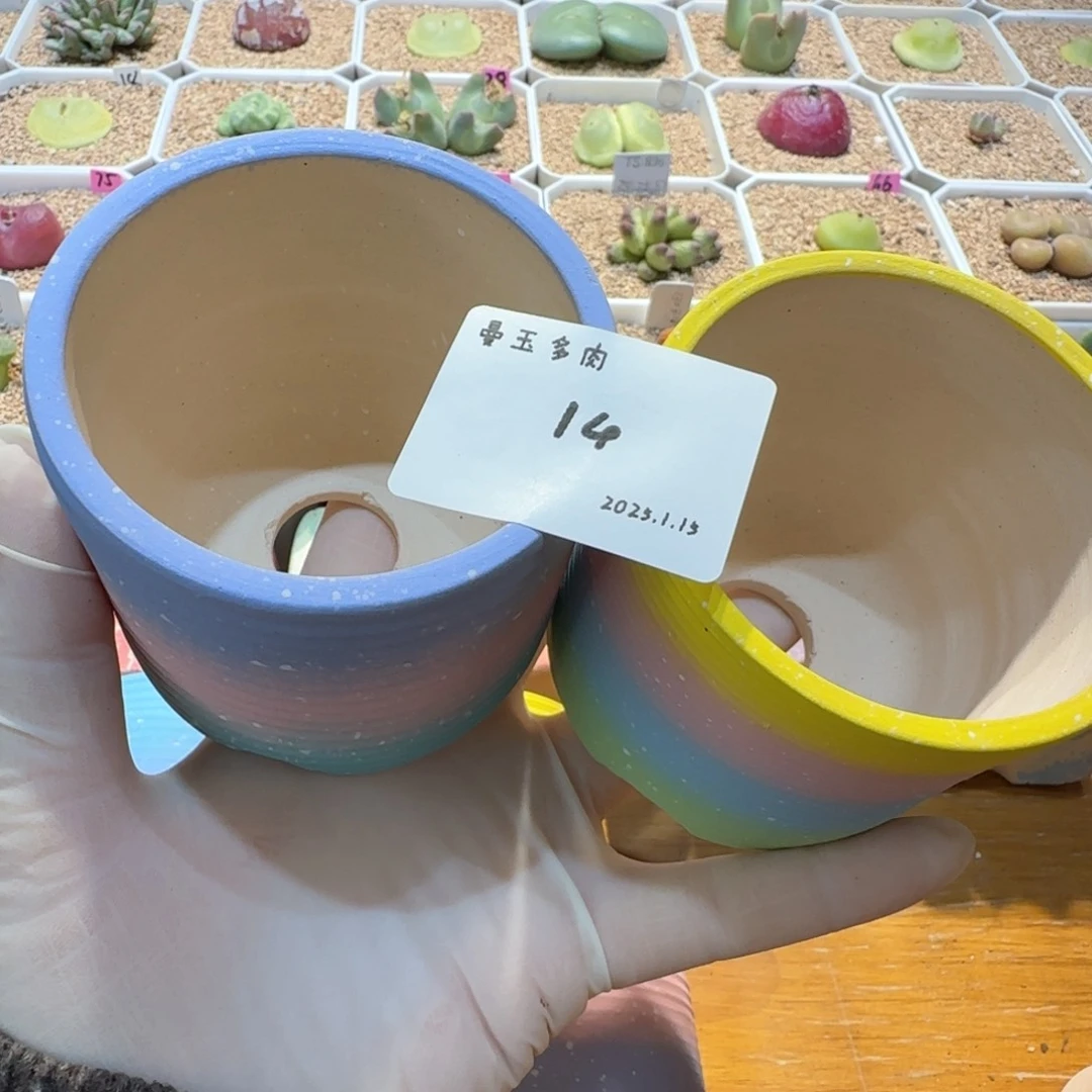 瑶**圆多肉多肉多肉1.15-014