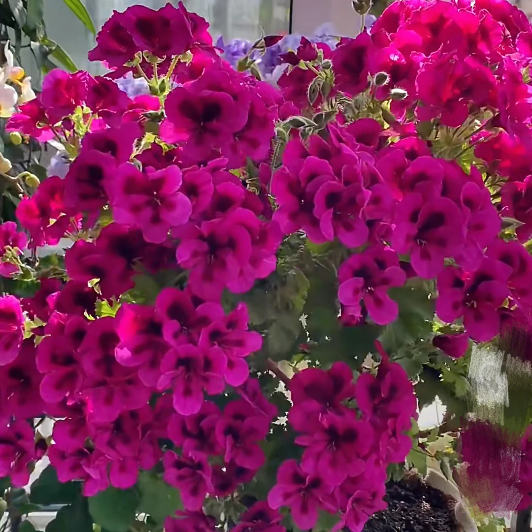 糖果惊喜【蝴蝶梅】花如其名，粉里粉气，花苞不断
