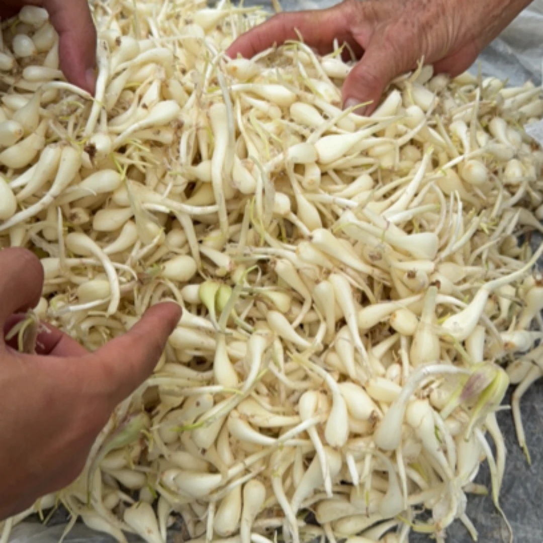 农村赶集新鲜小葱头