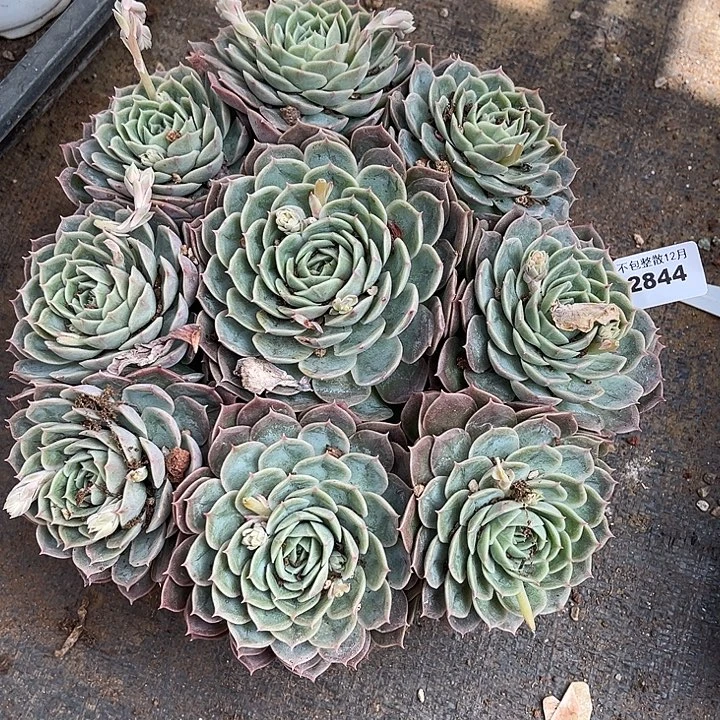 阿雅园艺。      2844昂斯诺