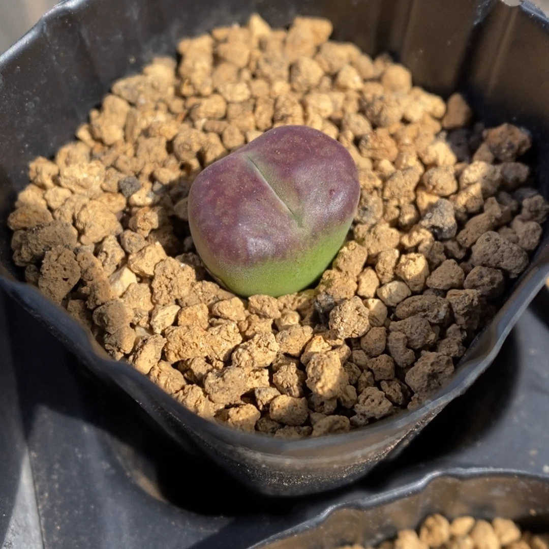 多肉植物肉锥杂交K-3407