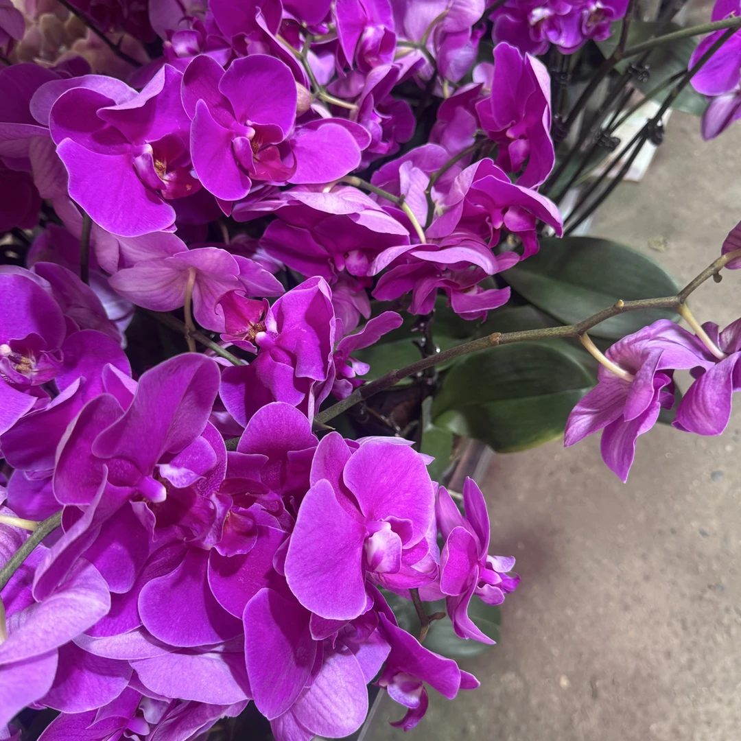 单双混出晶彩蝴蝶兰，单颗瑕疵