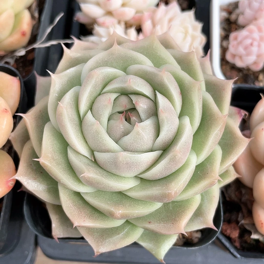 优选麦秆福利8574