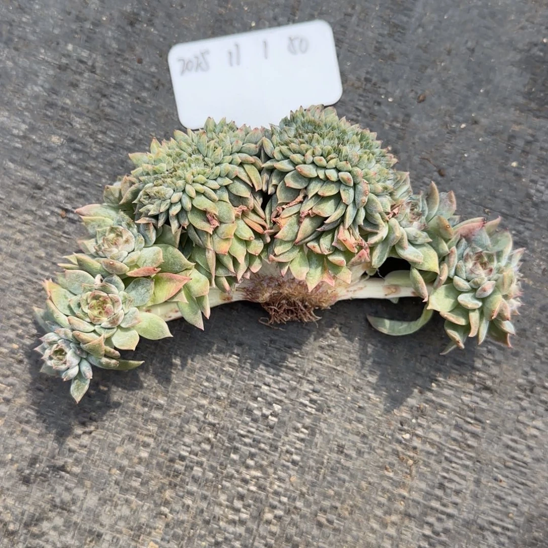 一物一拍秘境冰魄龙头树缀50