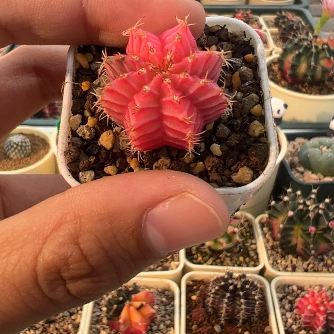 761 好看的米哈冲冲冲