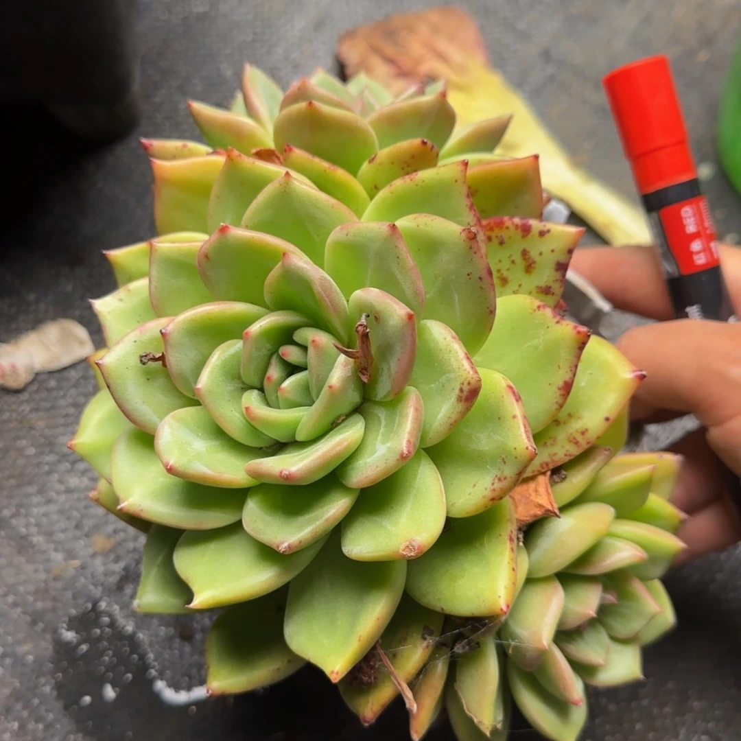 香槟一物一拍30-45