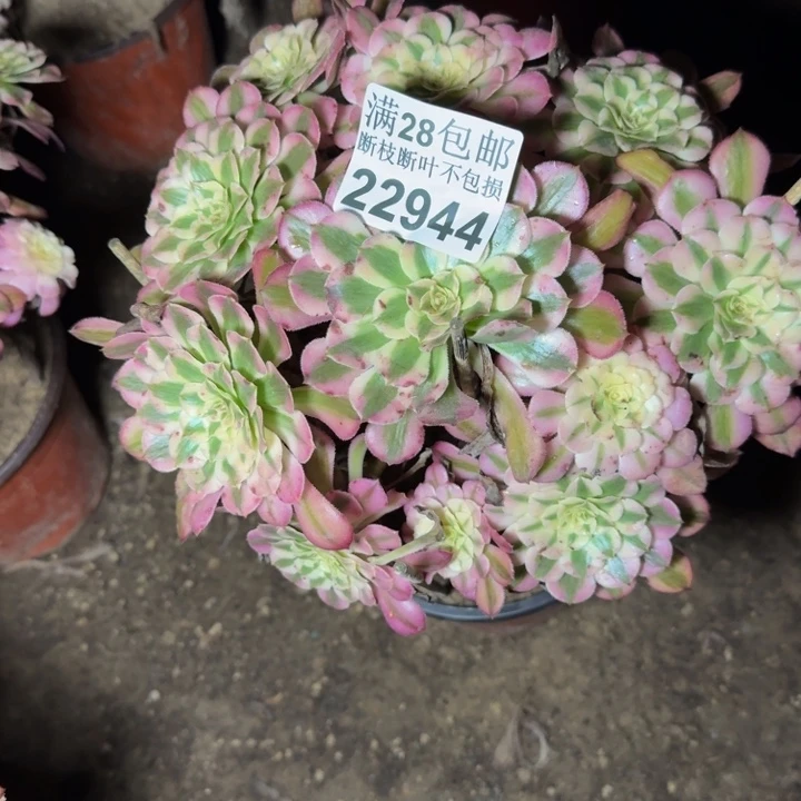 22944同白多肉植物