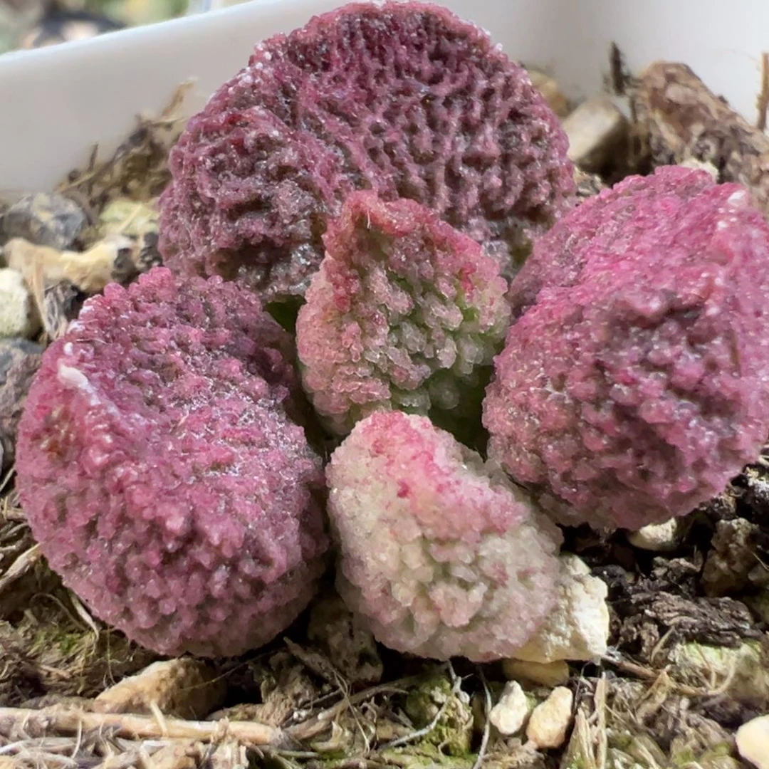 无花朵实生新品多肉植物水泡多肉植物