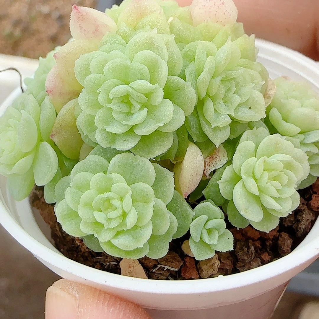 扯***儿【闪购商品】0927-43（烟花）