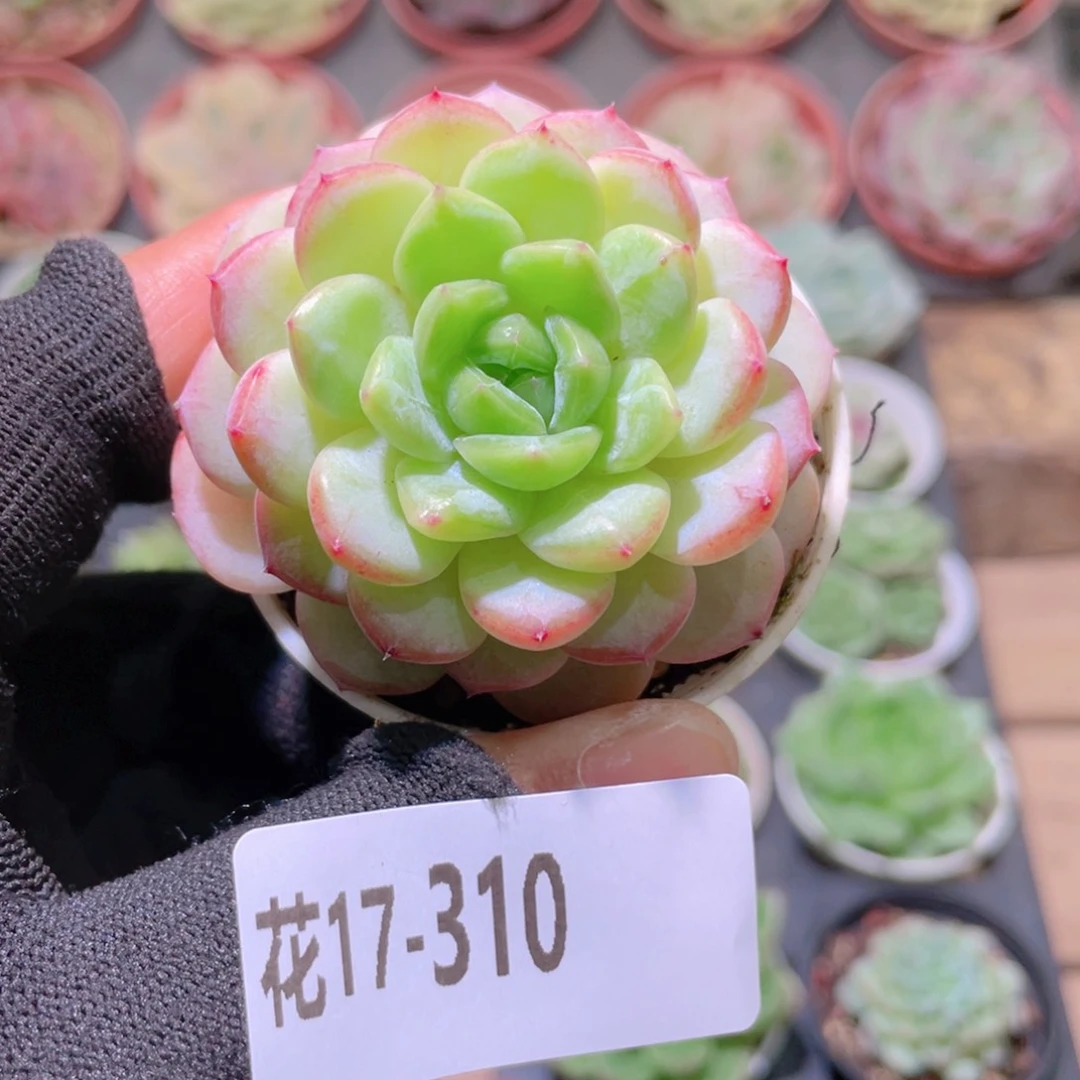 花利美17-310雪颜玉