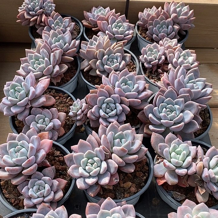 185奥普琳娜 双头起 福利