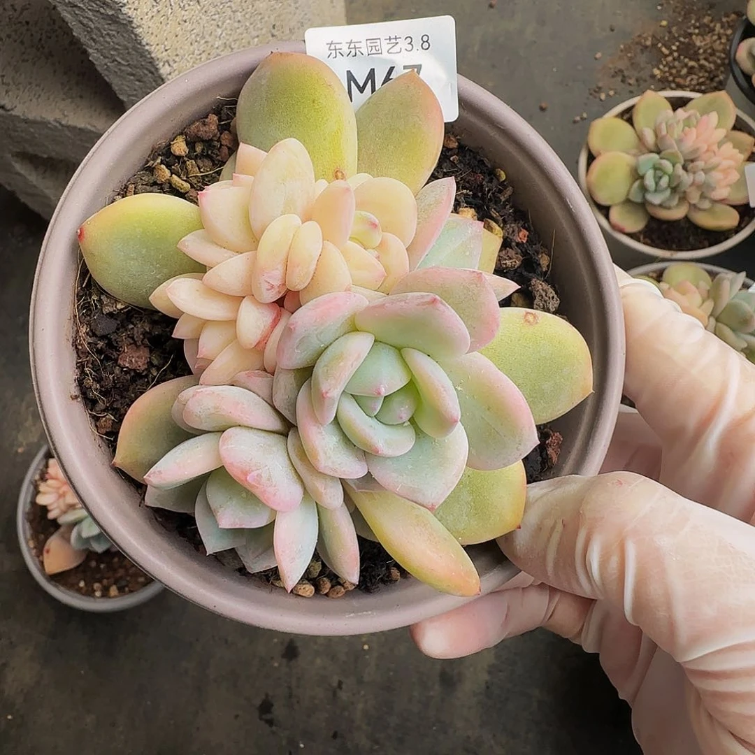 m m m m m m m m m m 67