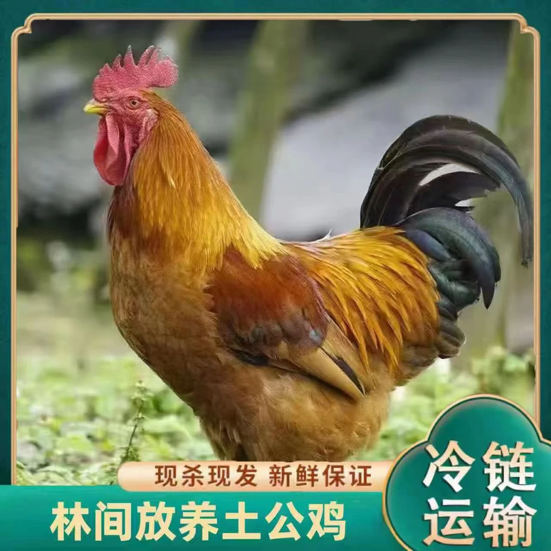 【小邢】 农家放养黄脚土公鸡 肉质鲜嫩 4只净重10斤