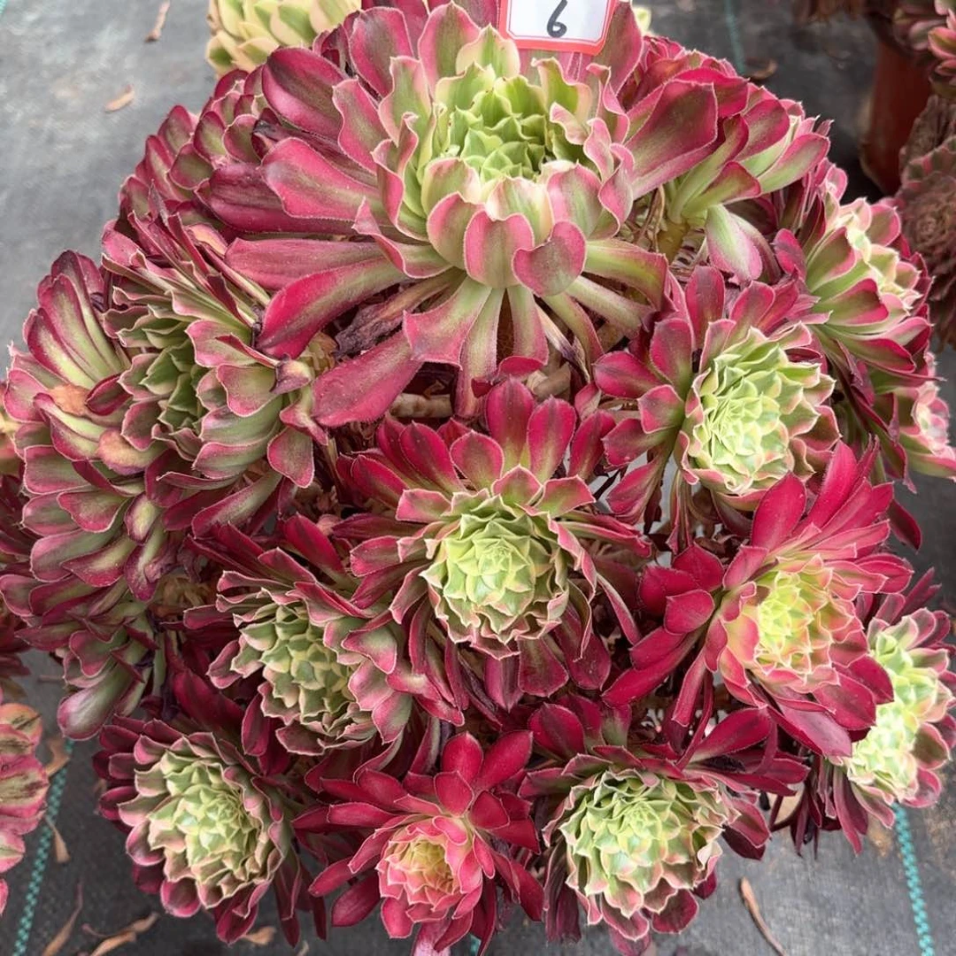无花朵6天合多肉植物绿植