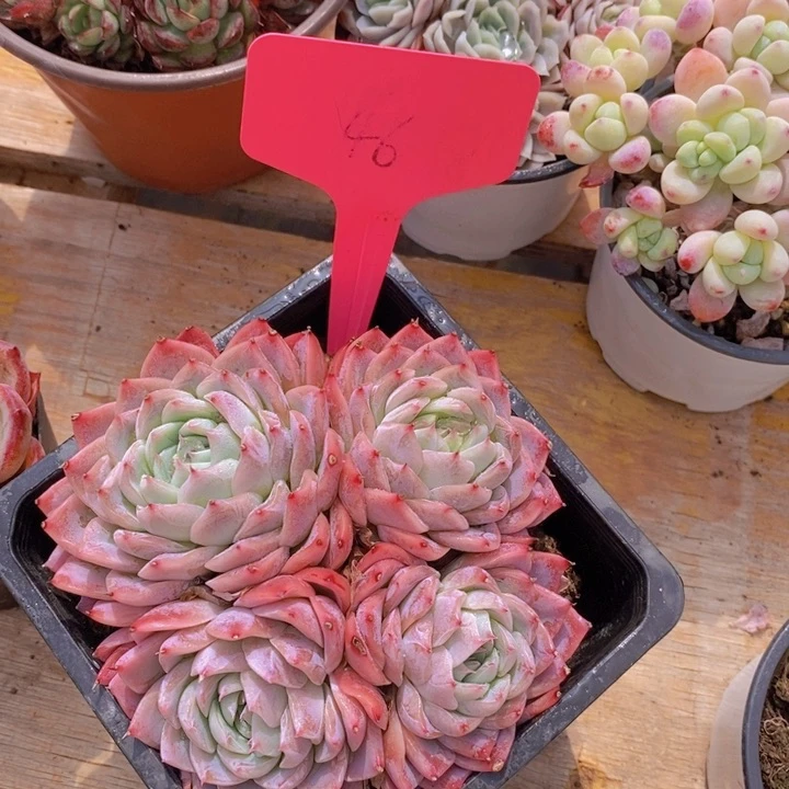 多肉植物，开心多肉