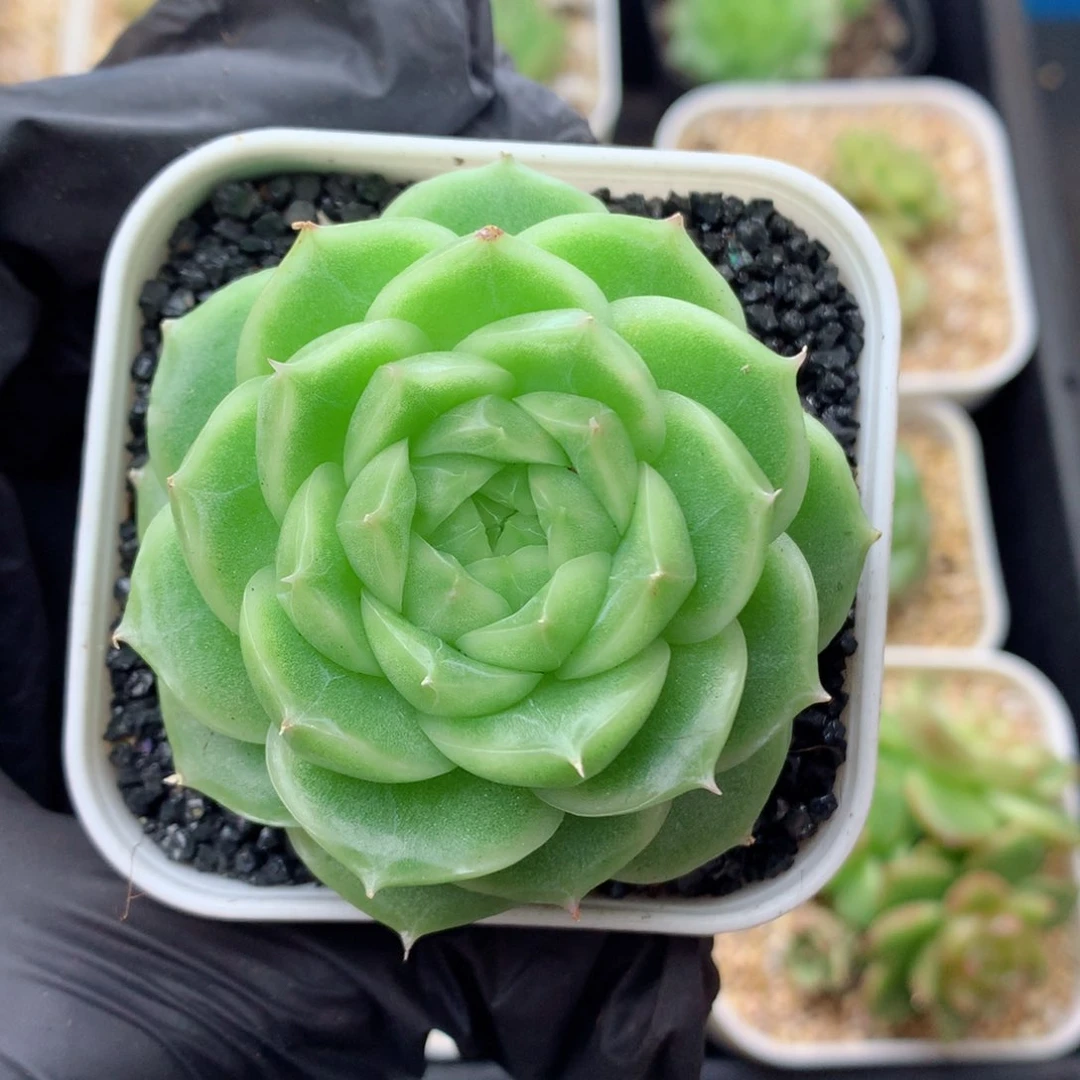 58包邮  群生不包整麦秆37