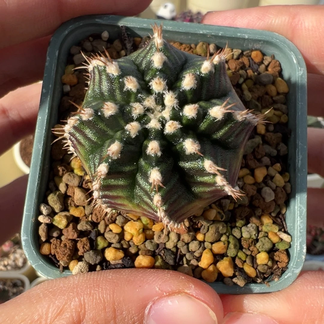 580 好看的米哈冲冲冲