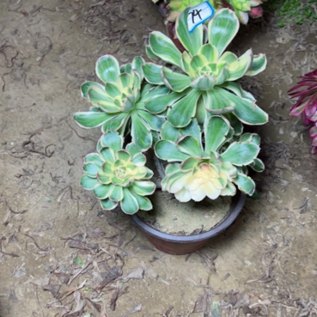 【闪购商品】我****你多肉植物艳姿74