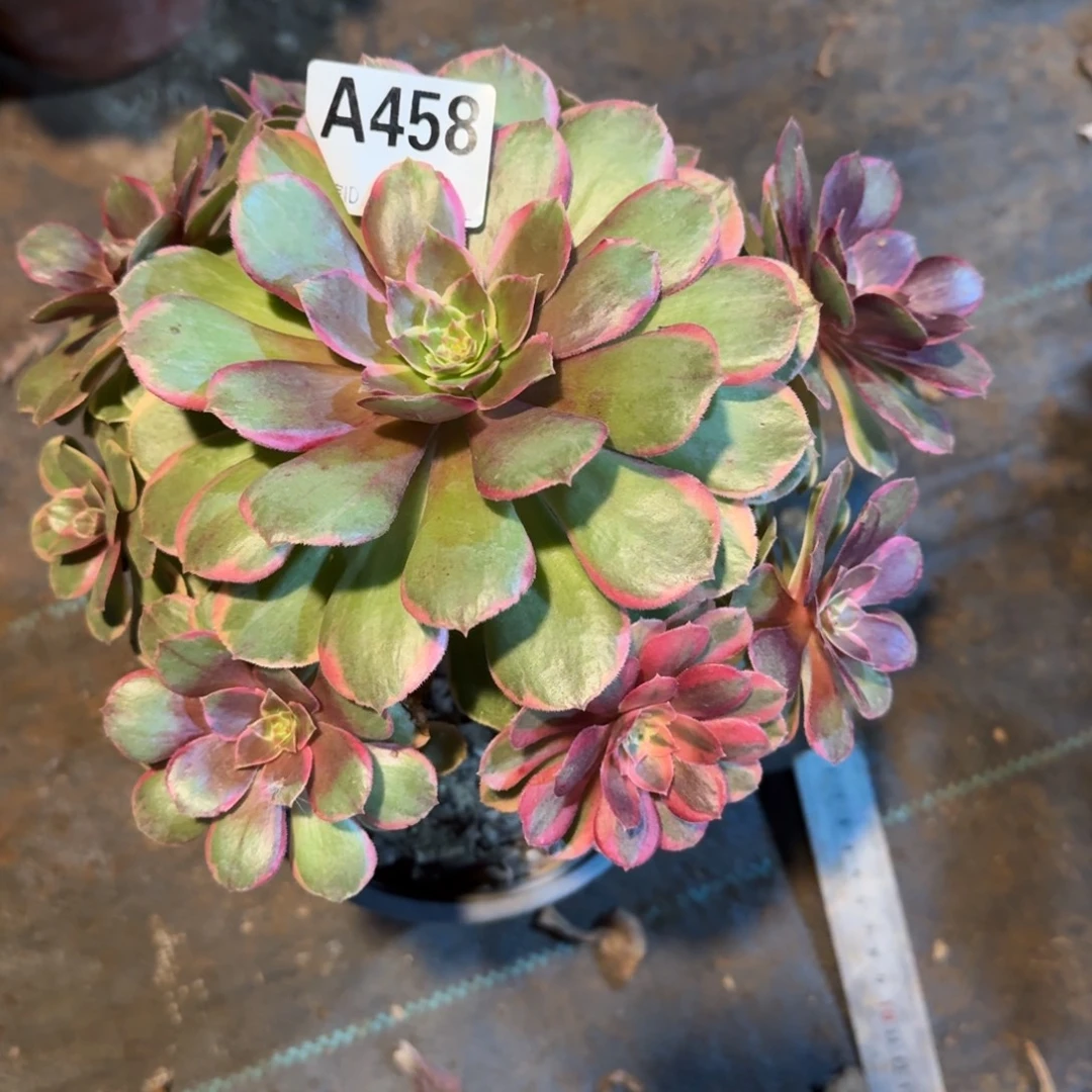 粉花妖一物一拍458