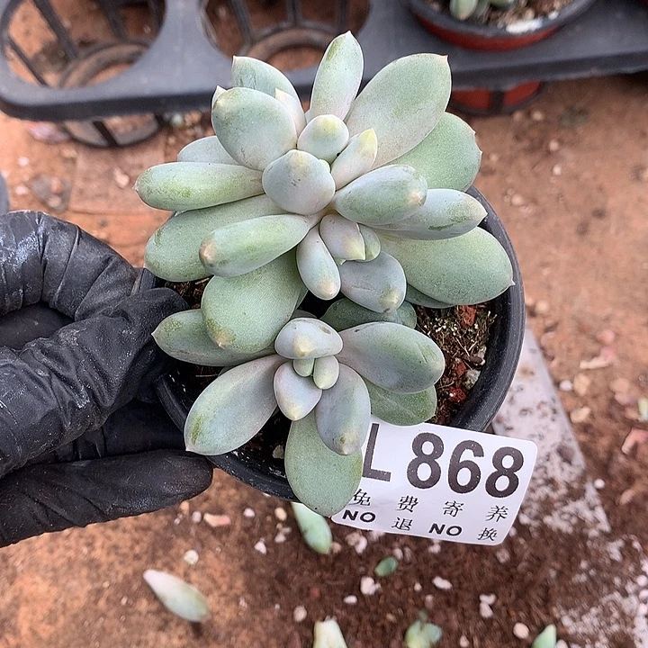 胖体哥特朵朵 多肉植物，9.28号发