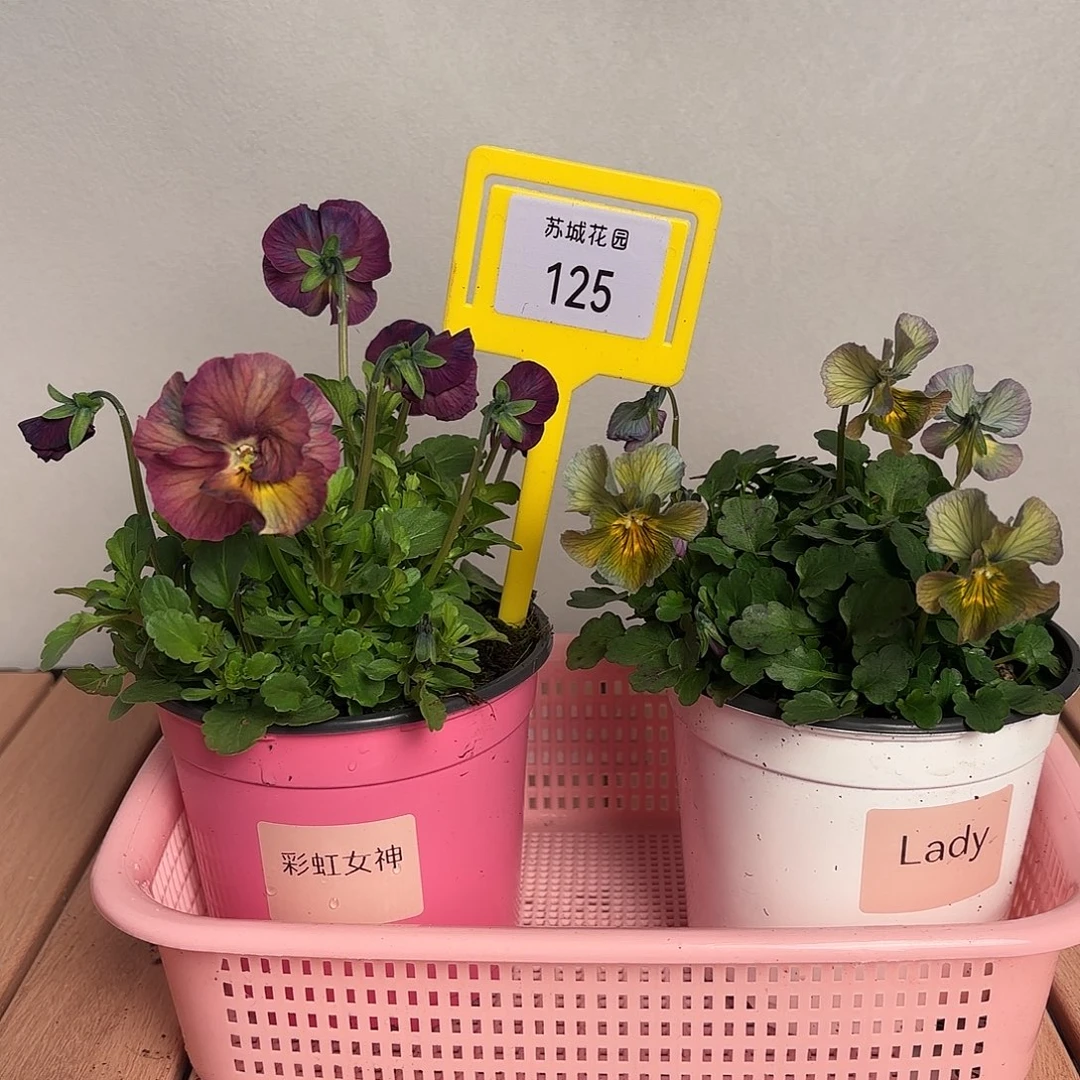 大部分开放少量花苞125