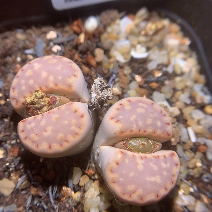 精品生石花122.53