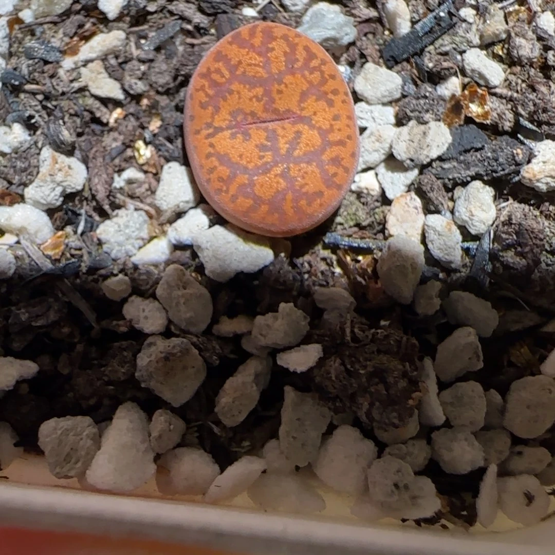 肉锥多肉植物组合-朱雀977