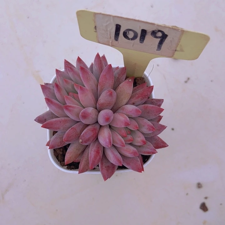 健健康康平平安安