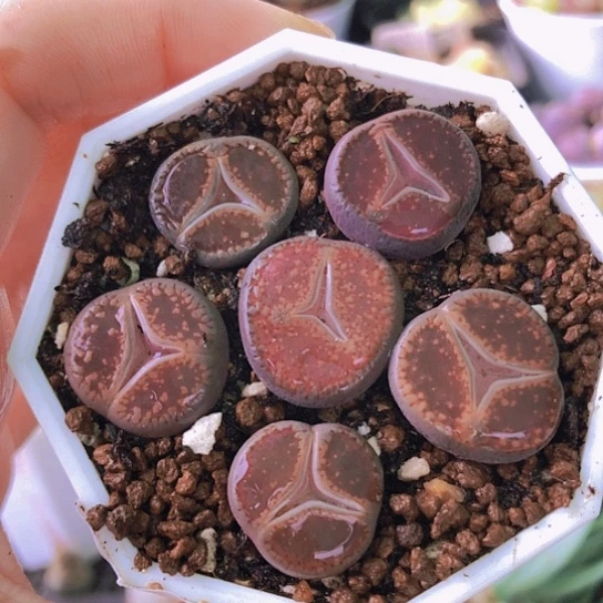 无花朵1290，1.7厘米左右奔