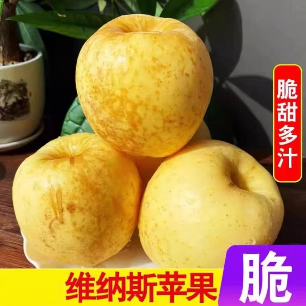 【蓝小甜】山东烟台黄金维纳斯苹果4.5斤(150g-230g)
