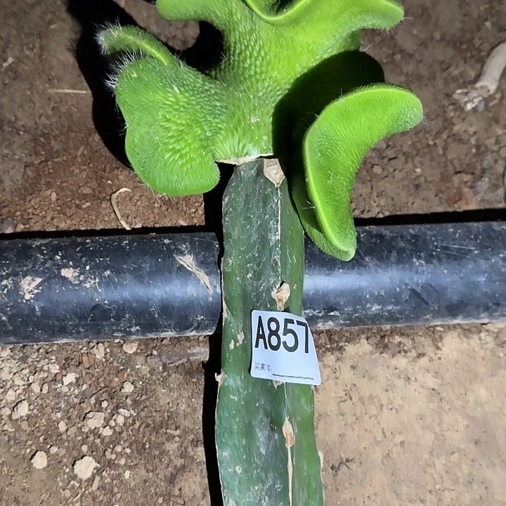 ****姐无花朵嫁接青蛇缀857