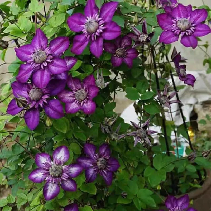 铁线莲（卡西斯）庭院爬藤植物耐寒耐热盆栽地栽阳台多季节开花