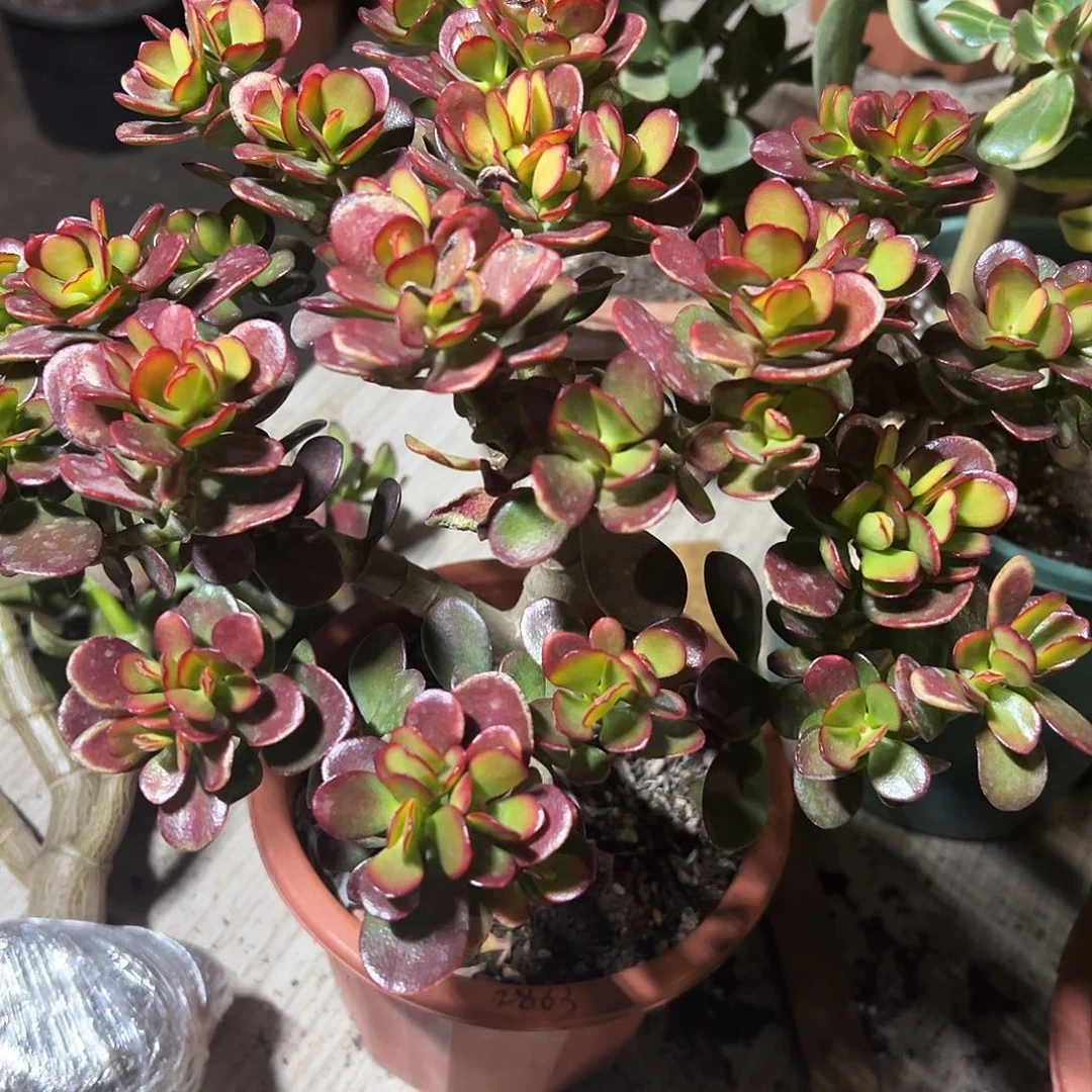 阿***7稀有糖果带土球发货2863