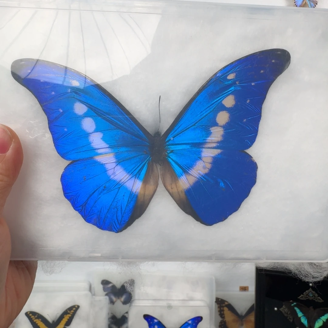 光明女神闪蝶9999