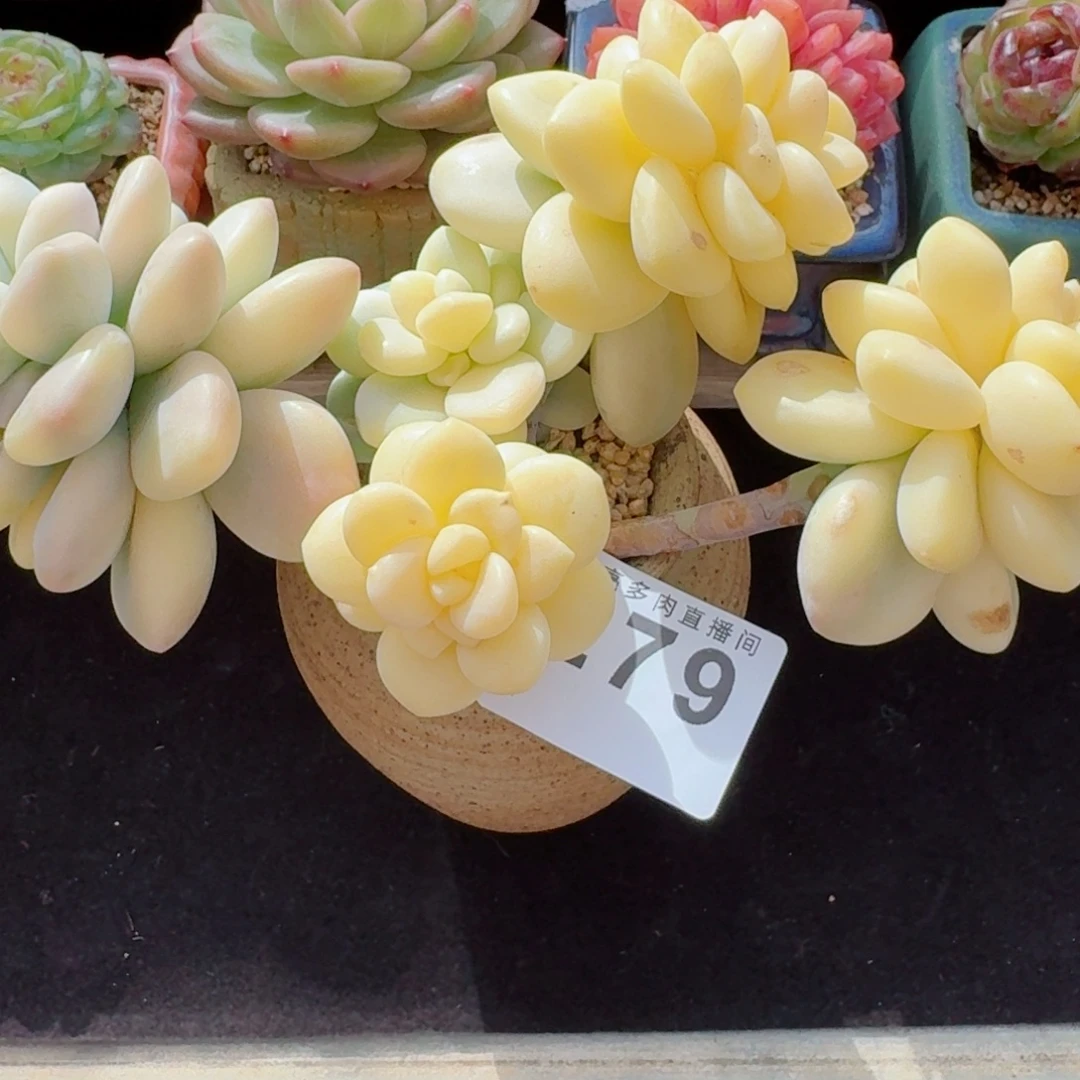 奶酪锦      愿你一路坦途，乘风破浪展宏图