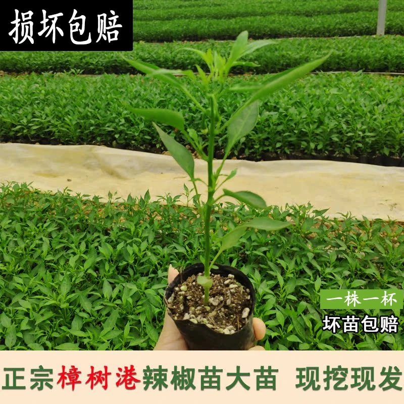 樟树港辣椒杯苗湖南岳阳市樟树镇原产地带泥土原产地发货盆栽地栽