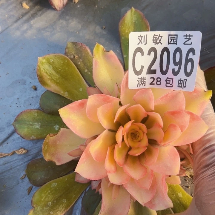 雨*石2096多肉植物法师法师