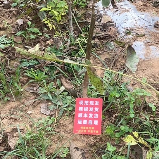 笑***吊坠文玩核桃蛤蟆