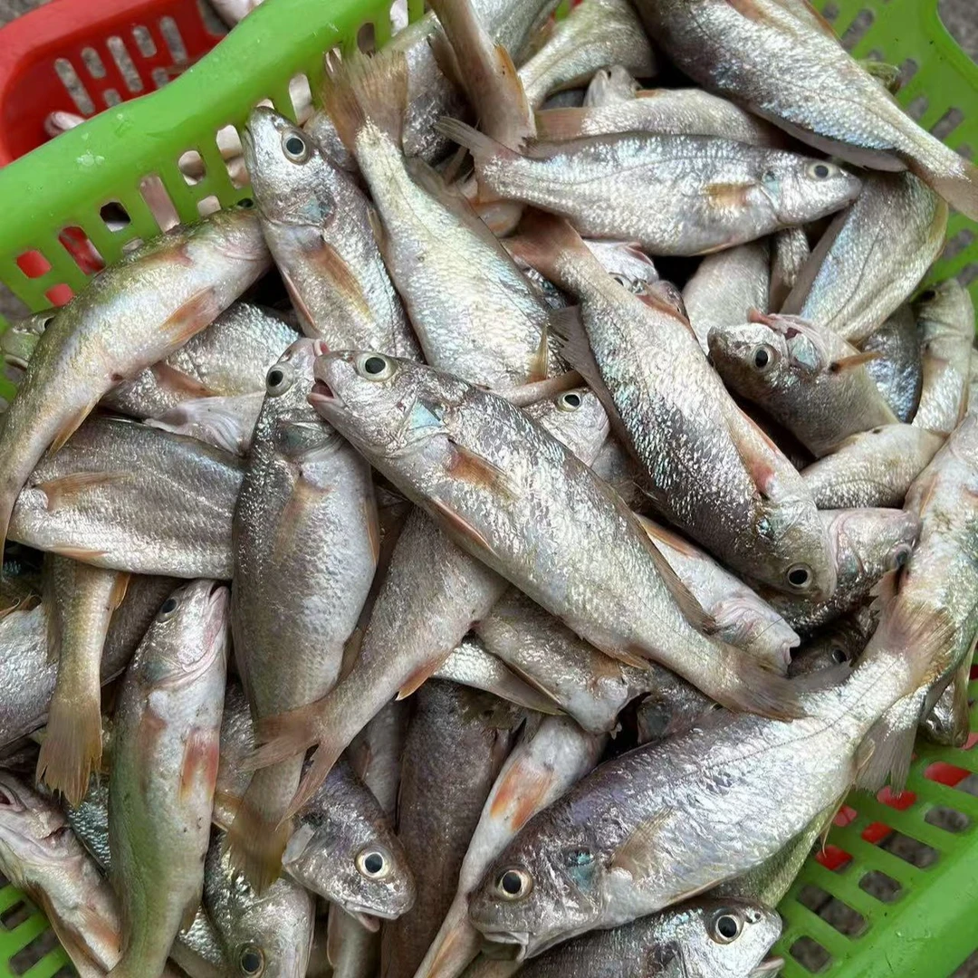 汕尾遮浪本港浅海划鱼，白菇鱼，白米鱼，黄菇鱼等多种混搭