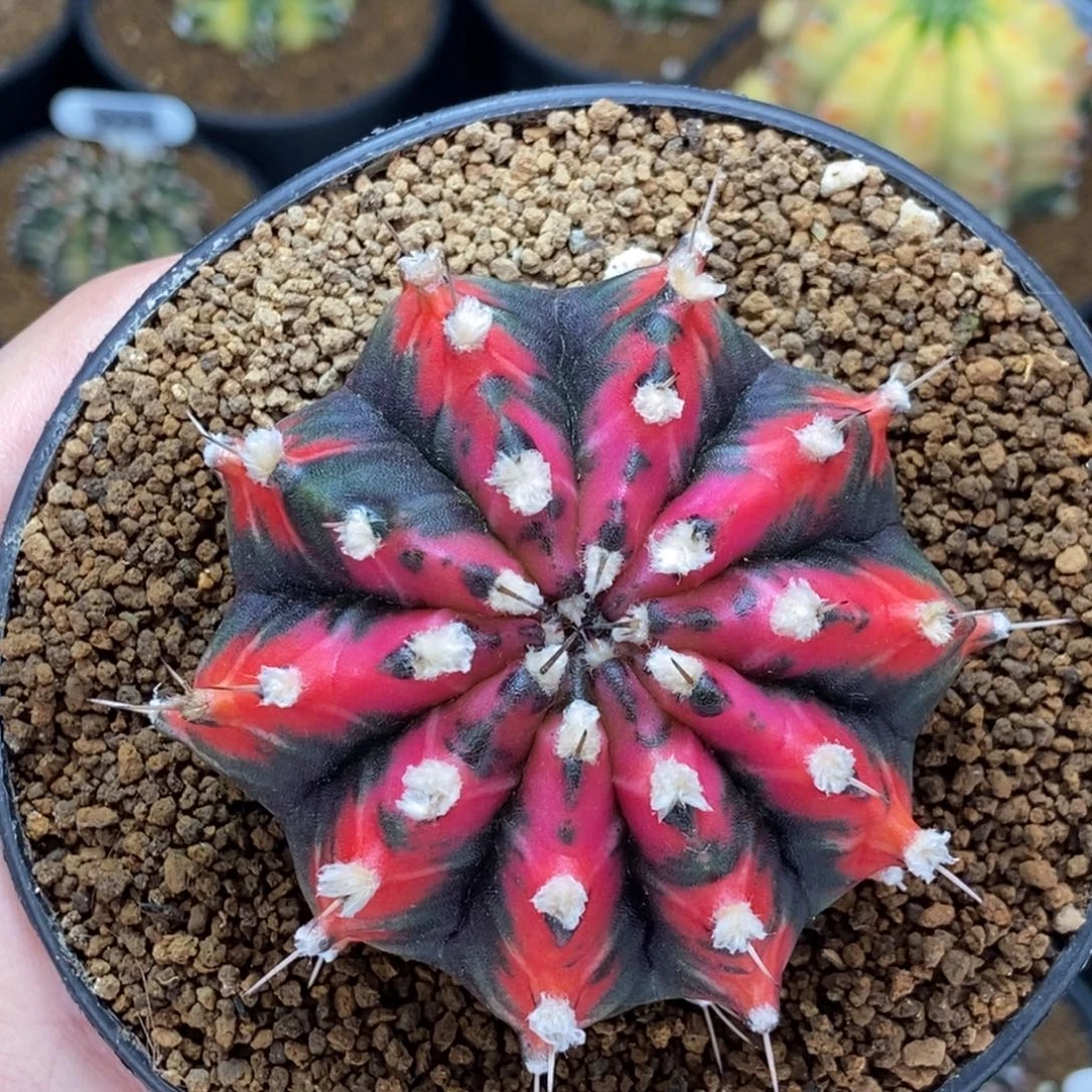 高绒狐狸精0000023