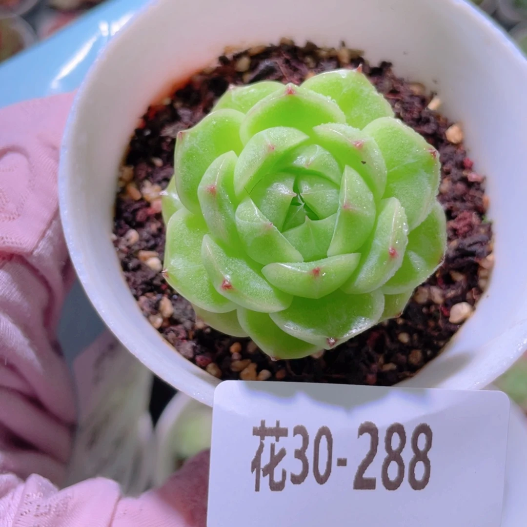 花利美30-288麦秆