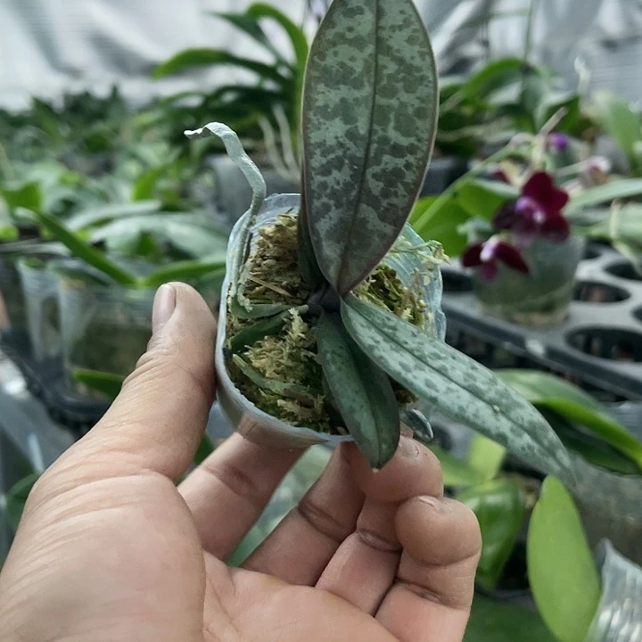 当前无花栽培后可以开花西雷利678苗1.7