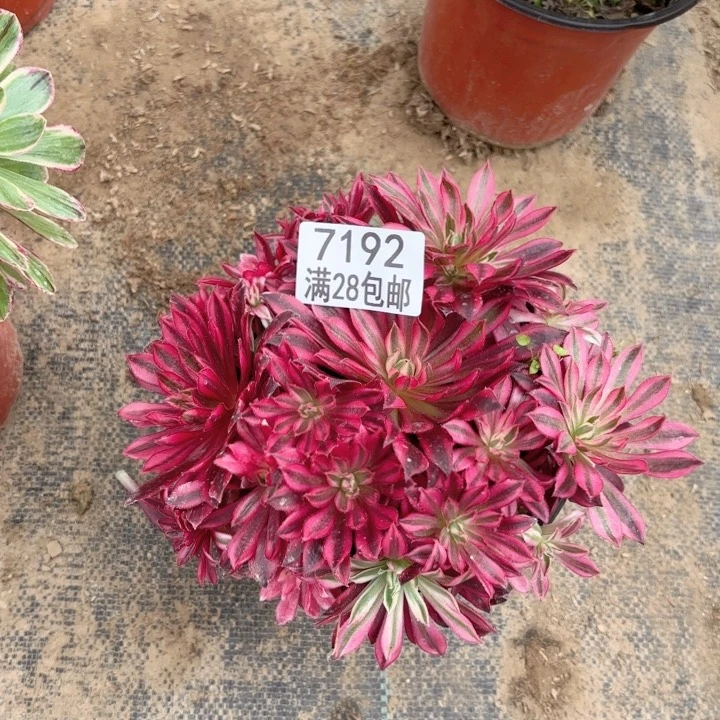 B.  7192凤凰超白多肉