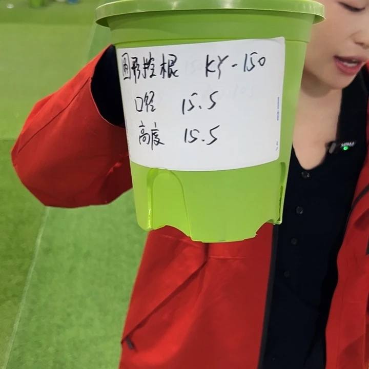 正品圆控口15高15果绿无托10只