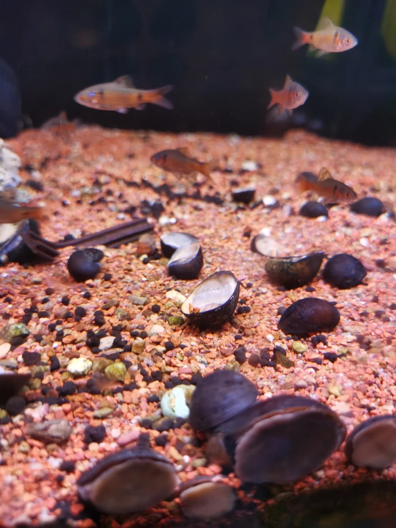 黑金刚螺鱼缸清洁工具螺观赏螺热带观赏螺汽水螺