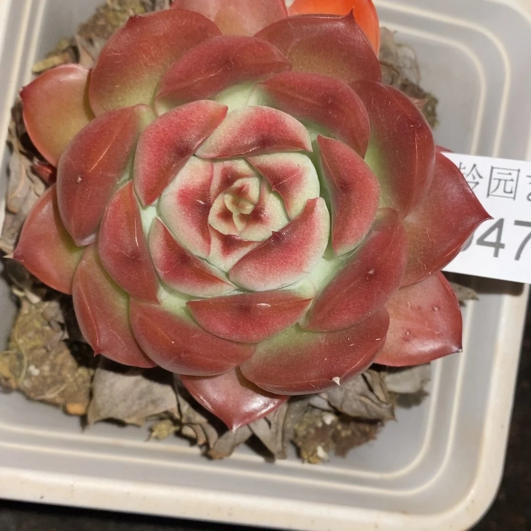 用***22947杂交老桩基地～9厘米